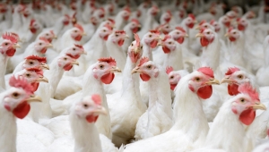 Poultry