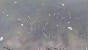 What are the reasons for the deterioration of pond bottom?