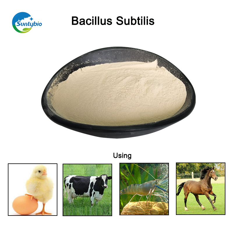 Why should Bacillus subtilis be added to bacterial fertilizer!