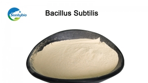 Why should Bacillus subtilis be added to bacterial fertilizer!