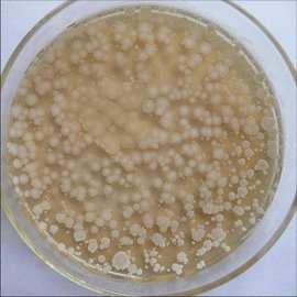 Explanation of EM bacteria products-2