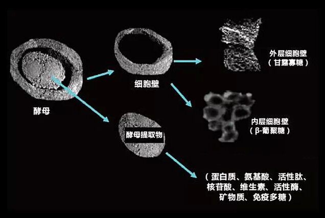 Mechanism of cell wall polysaccharides in yeast on immune function