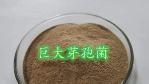 Application of Bacillus giganteus to agriculture