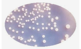 Probiotics Bacillus pumilus  used for agriculture