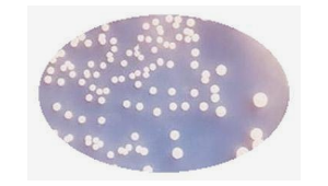 Probiotics Bacillus pumilus  used for agriculture