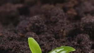 Why are more and more people using microbial agents in agricultural production?