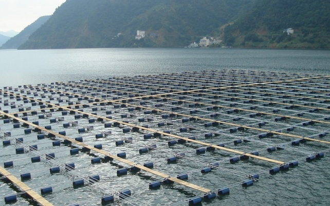 The function and effect of bacillus in aquaculture