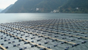 The function and effect of bacillus in aquaculture