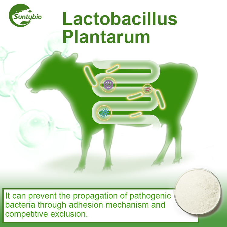 Lactobacillus plantarum