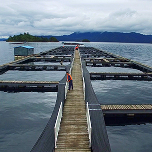 probiotics for  aquaculture