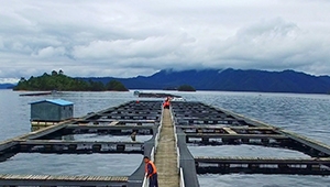 All-around Champion Water Quality Improvement Product