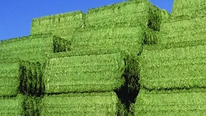 Starter for silage