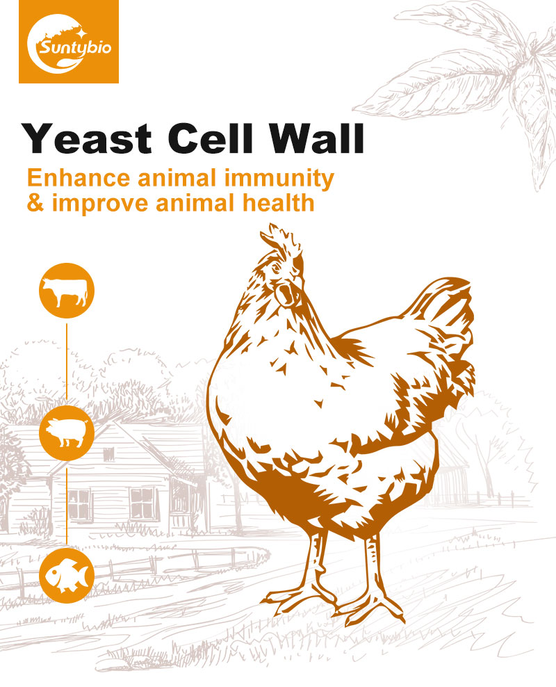 Biological function of yeast cell wall polysaccharide