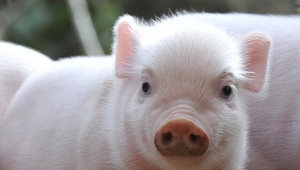 The Function of Yeast Hydrolysate for Swine Breeding