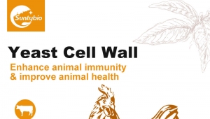 One minute to understand yeast cell wall