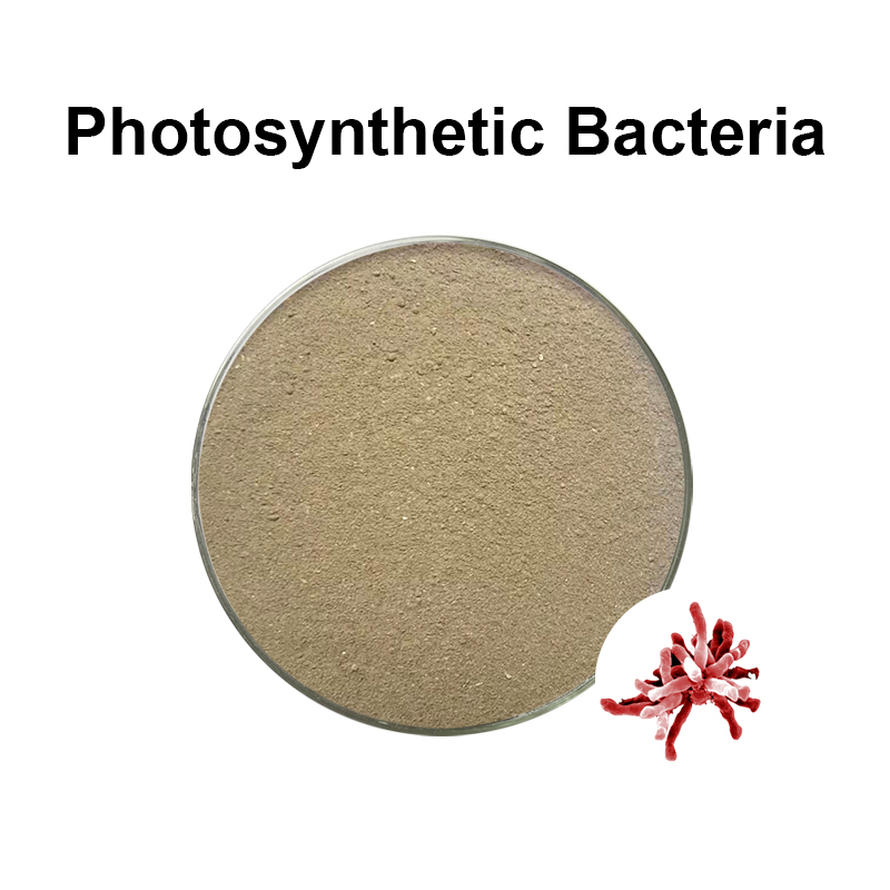 The effect of photosynthetic bacteria （Rhodopseudomonas palustris）