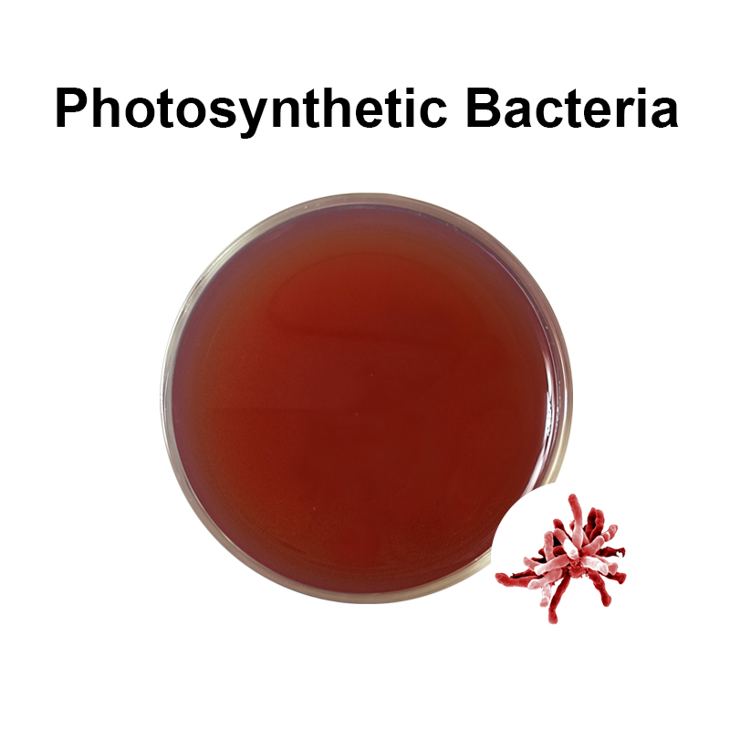 Photosynthetic bacteria