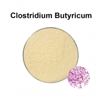 Clostridium Butyricum