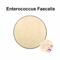 Enterococcus faecalis