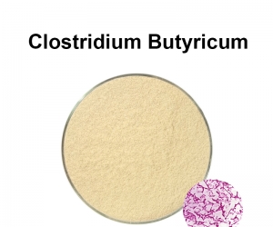 Clostridium Butyricum