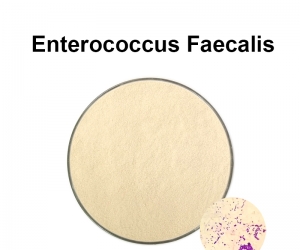 Enterococcus faecalis