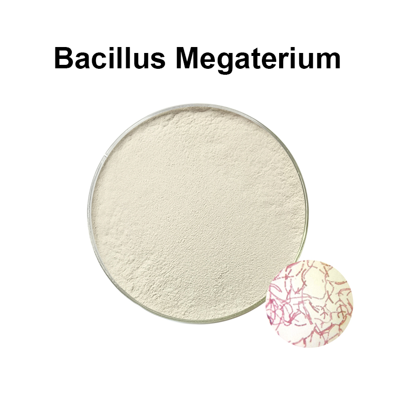 Bacillus megatherium