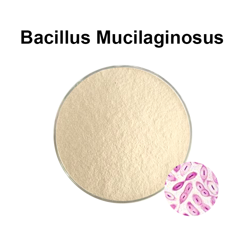 Bacillus Mucilaginosus 