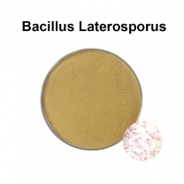 Bacillus laterosporus