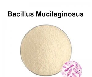 Bacillus Mucilaginosus 
