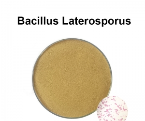 Bacillus laterosporus