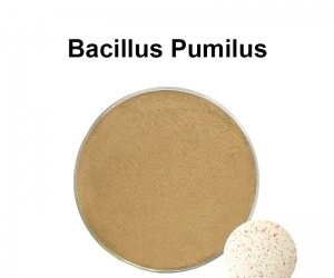 Bacillus Pumilus