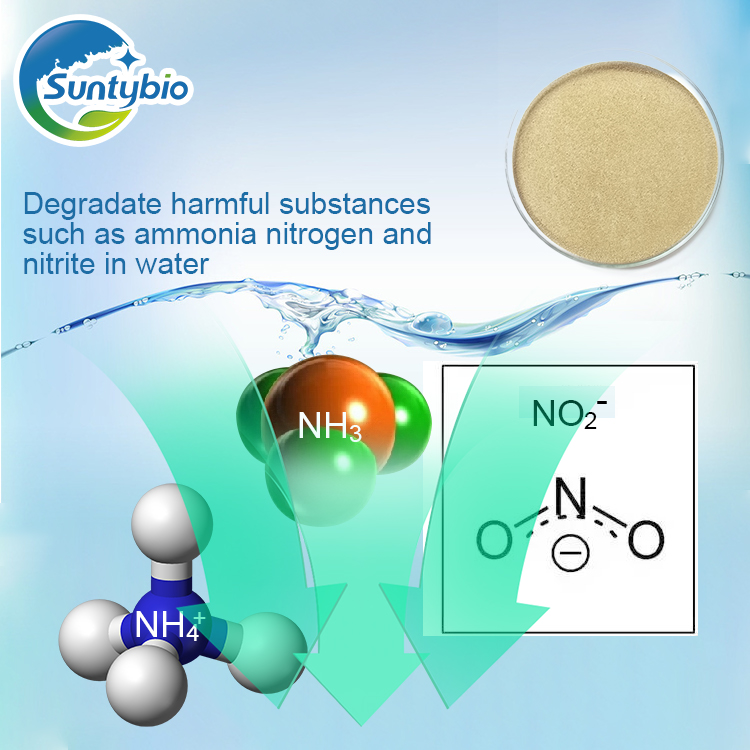 Application of Bacillus subtilis in improving water quality