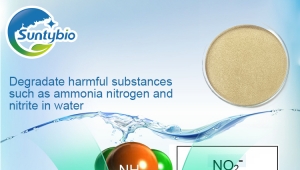 Application of Bacillus subtilis in improving water quality