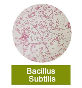 Water soluble Bacillus subtilis 