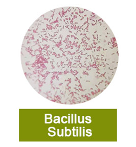 How Much Do You Know About Bacillus Subtilis Probiotics