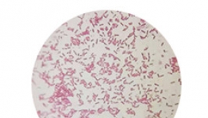 Water soluble Bacillus subtilis 