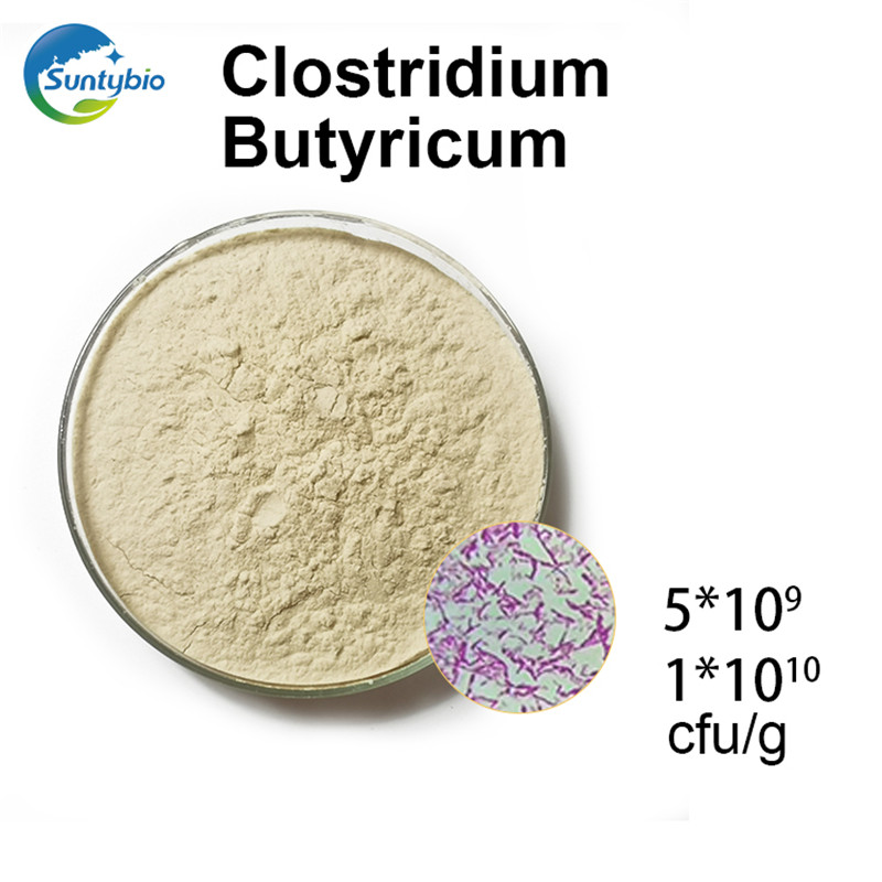 Clostridium butyric acid used in animal breeding