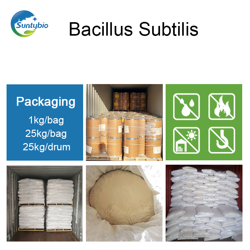 Main roles of Bacillus subtilis in agriculture: