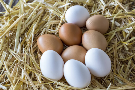 Application effect of Bacillus licheniformis in poultry egg production