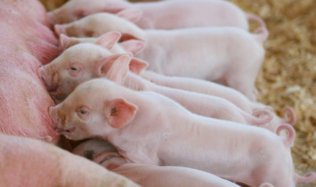 Autolyzed yeast substituted plasma protein powder used on piglets