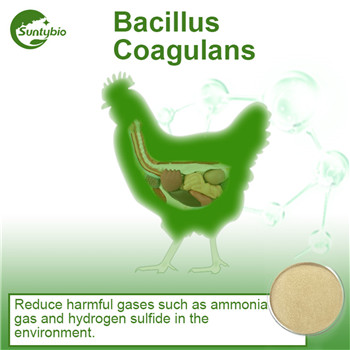 Bacillus Coagulans