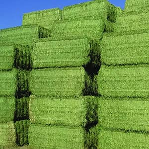 Bio Silage Fermentation