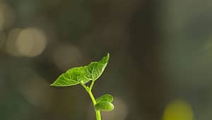 Agriculture Soil Improvement