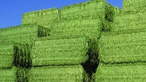Bio Silage Fermentation