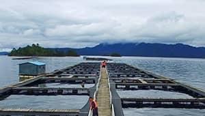 Aquaculture Water Treatment