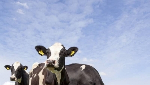 Microorganism Animal Health