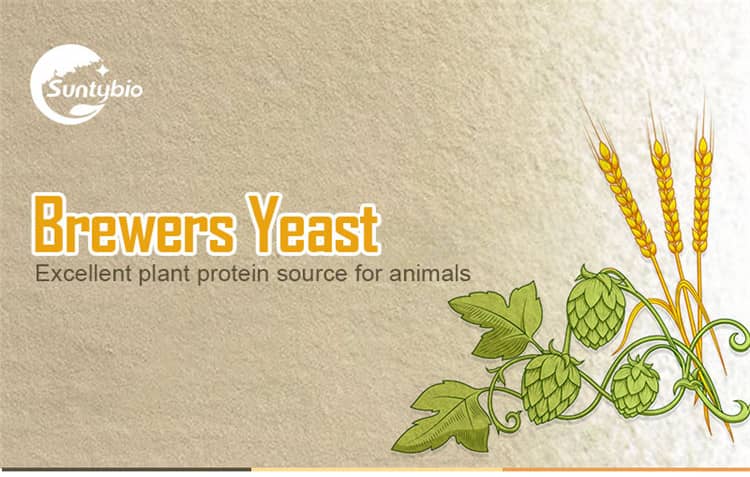 brewers yeast powder