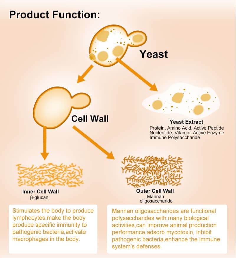 yeast cell wall is made up of