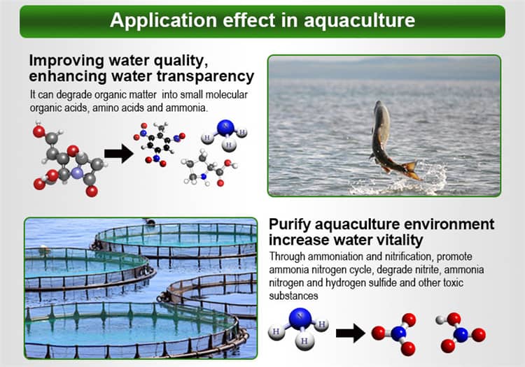 probiotics for aquaculture