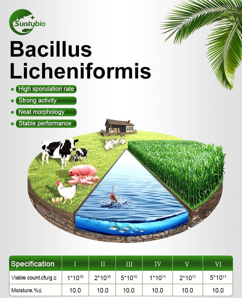 bacillus licheniformis